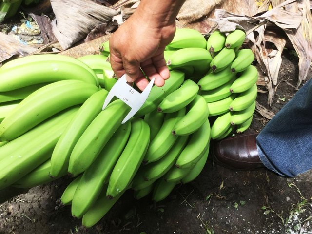 26 Januar 2016, Ecuador: Messung der Bananendicke bei der Qualitätskontrolle durch den Produzenten: Diese Bananen sind zu dick für den Export nach Europa. Da die Supermärkte sehr hohe Qualitätsvorgaben machen und Früchte, die dem nicht entsprechen auf Kosten der Produzenten zurückschicken, finden bereits in den Plantagen und den Fincas der Kleinbauern penible Qualitätskontrollen statt. Bananen mit kleinsten Stellen oder Kratzern werden aussortiert, es wird bereits beim Waschen in der Verpackungsstation ein