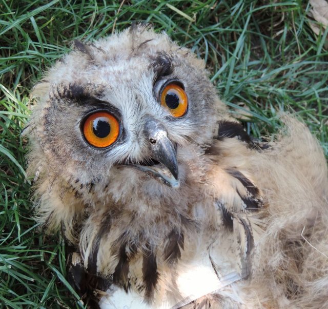 Austria, Haringsee | 2016 09 01 | Injured juvenile eagle owl at EGS.