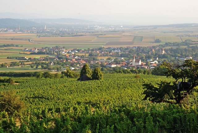 Auf den Rieden bei Inzersdorf ob der Traisen wächst der Hauptstadtwein 2017. Bei guter Sicht können die HauptstädterInnen "ihren" Weinberg sogar von St. Pölten aus sehen. | Foto: Josef Vorlaufer