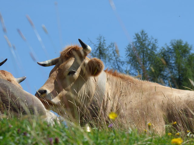 Die Nachfrage nach Murbodnern steigt. | Foto: Verein der Murbodnerzüchter