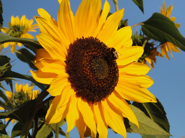 Fang den Sommer in Gallspach ein!