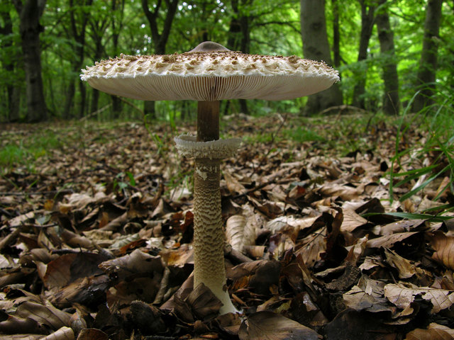 Schmeckt gut und unübersehbar: Der Parasol. | Foto: Marco Gebert