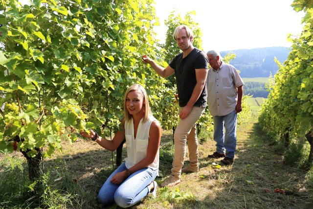 Weinlese Thema Auf Meinbezirk At