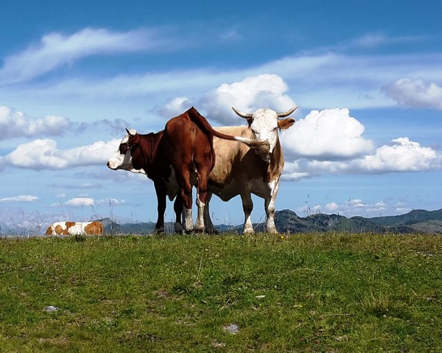Kühe im Gipfelglück