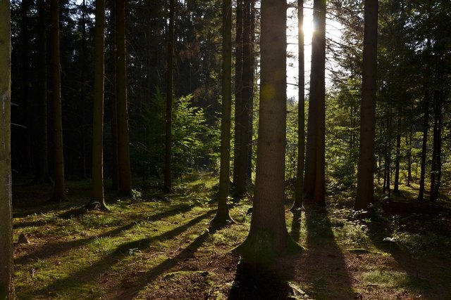 Lichtdurchfluteter Wald bei einem der wahrscheinlich letzten Sommertage im heurigen Jahr.