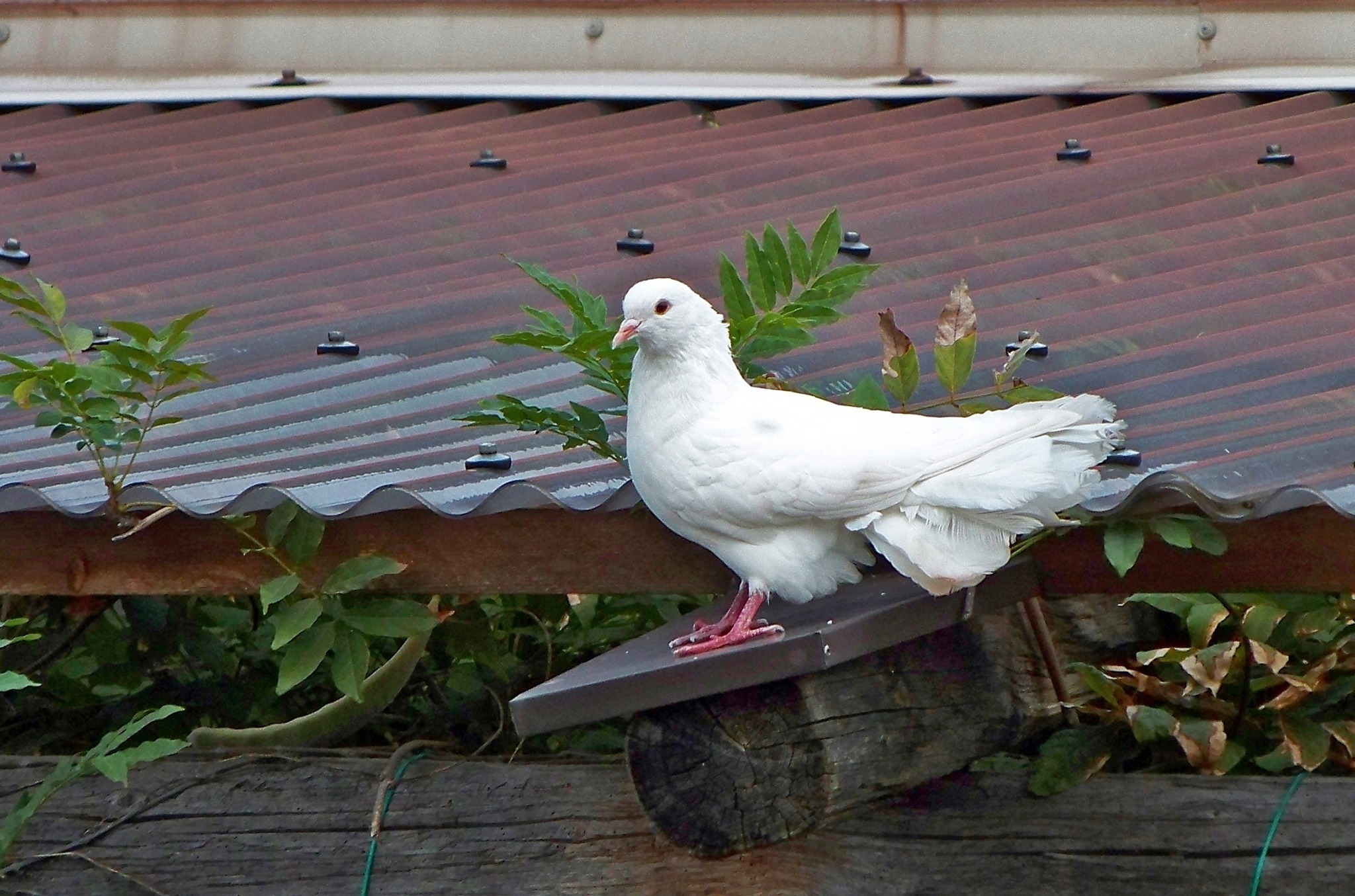 Weiße Taube, Symbol für Frieden - Linz