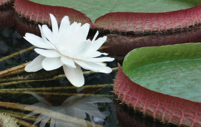 Riesenseerose Victoria im Botanischen Garten Innsbruck