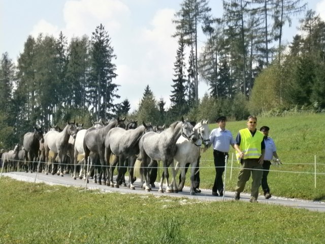 Die Lipizzaner-Junghengste auf ihrem Weg von der 1.500 m hoch gelegenen Stubalm zum Gasthof Wiendl (oberhalb von Maria Lankowitz)