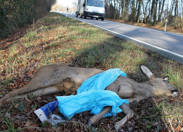 Symbolfoto Wildunfall