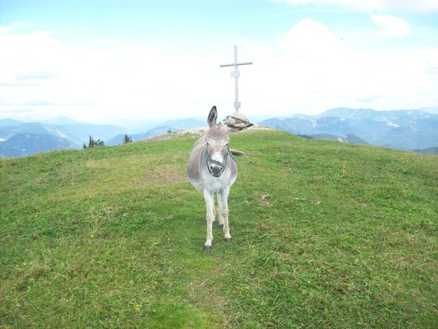 Als ich das Foto schoss konnte ich doch tatsächlich seine Gedanken lesen: "Noch ein paar Eseln, die sich hier auf den Gipfel quälen"