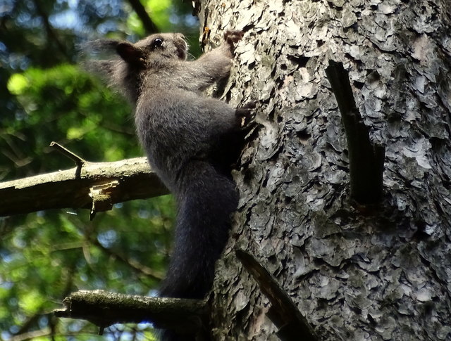 Nüsse, Buchecker und Zapfensamen, ständig huscht das Eichhörnchen mit gefüllten Backen durch den Garten. Wird das ein strenger Winter?