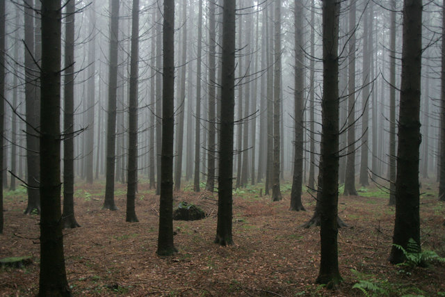 Autofahrer sollten bei Übergängen zwischen Wald und Straße vorsichtig sein | Foto: Neumayr
