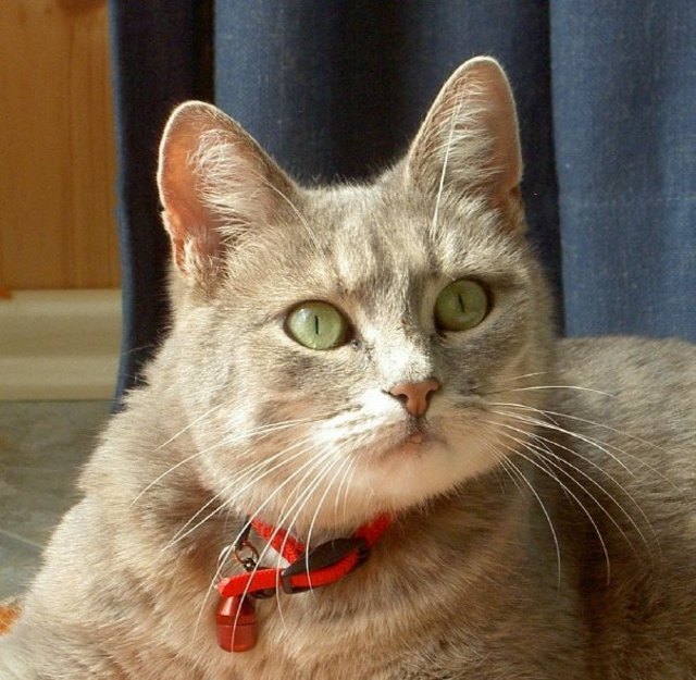 Unsere Mausi