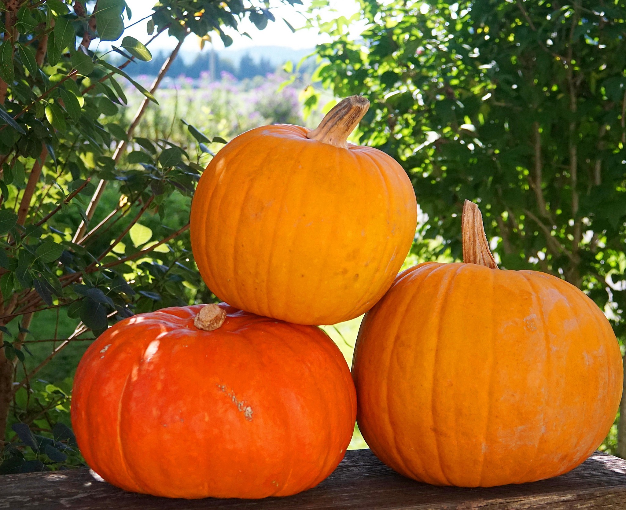 KÜRBISSE - sind "Riesenbeeren" - Kufstein