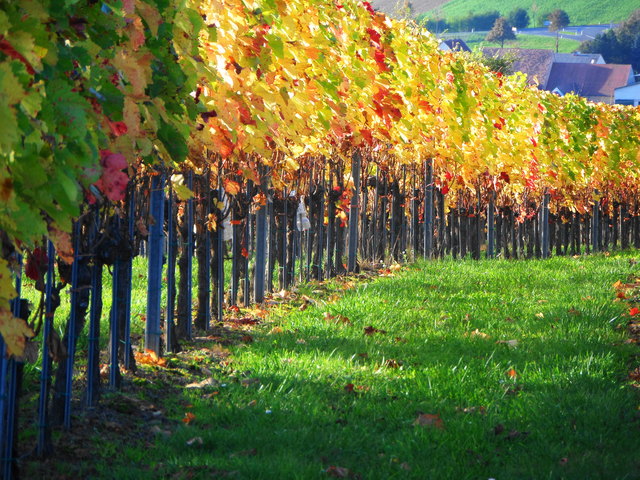 Warum in die Ferne schweifen .... Marzer Kogel