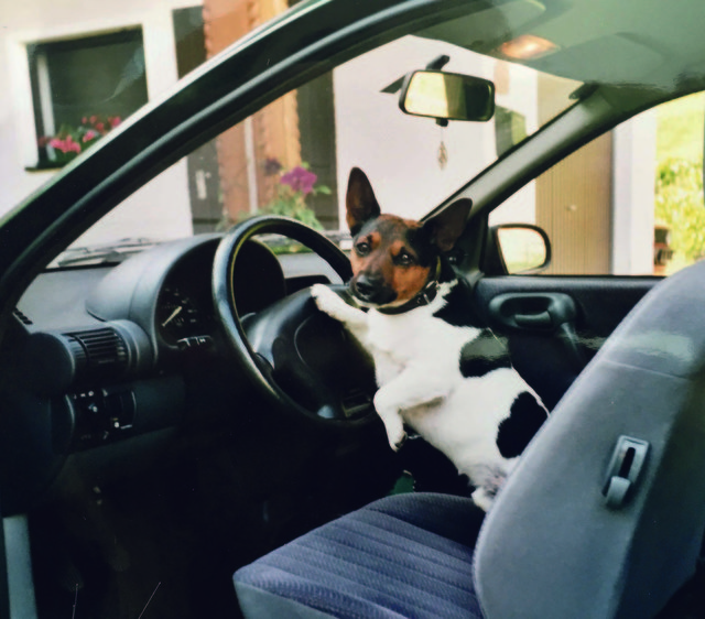 Der quirlige „Axi“ aus Gaal liebte es, Auto zu fahren. Gut, dass ihn die Polizei nie erwischt hat... | Foto: Walburga Scheibmayr