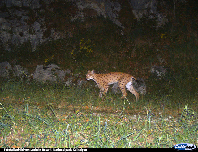 Luchsin Rosa hatte ihr Revier hauptsächlich im Nationalpark Kalkalpen. Sie tappte wiederholt in die Fotofallen (hier: im Mai 2015). | Foto: Nationalpark Kalkalpen