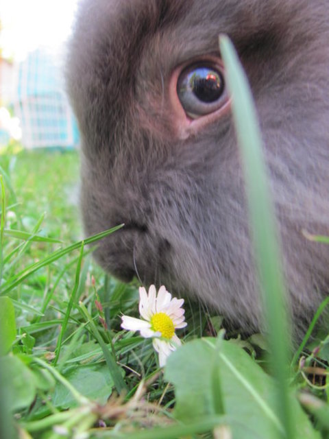 Löwenkopfkaninchen Malibu