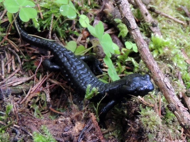 einen  Molch hab ich wieder fotografieren können.