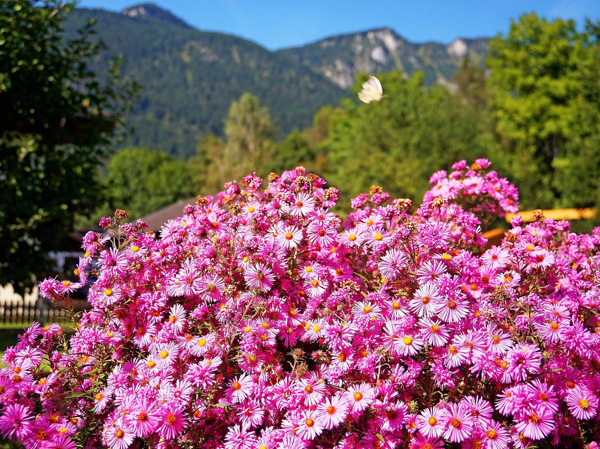 Astern in meinem Garten Kufstein