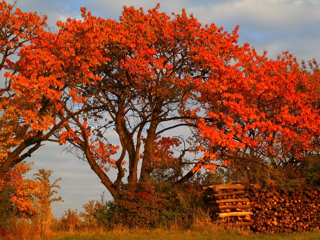 Herbstspaziergang am Marzer Kogel
