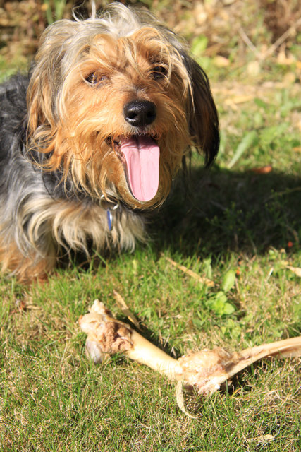 In Haslach wurden wieder mit Nadeln gespickte Hundeköder gefunden. | Foto: Foto: fotolia/Lylu