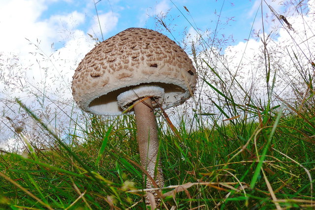 Am 24. September findet der erste europäische Pilztag statt. der Speisepilz des Jahres 2017 ist Parasol | Foto: Rosel Eckstein/pixelio.de