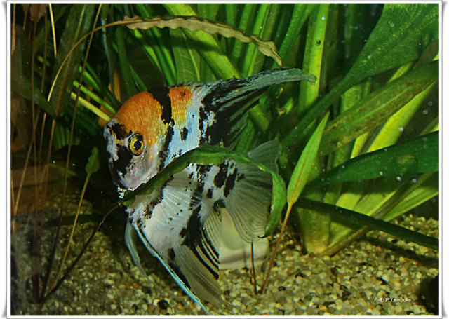 Der Skalar bei seinen täglichen Runden durchs Aquarium