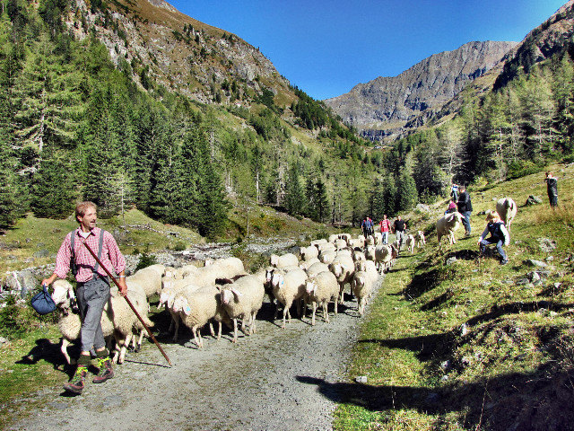 Jeder Bauer weiß natürlich, wie viele Schafe er auf die Alm gebracht hat und hofft, sie alle gesund wiederzufinden. | Foto: Wolfgang Hojna-Leidolf