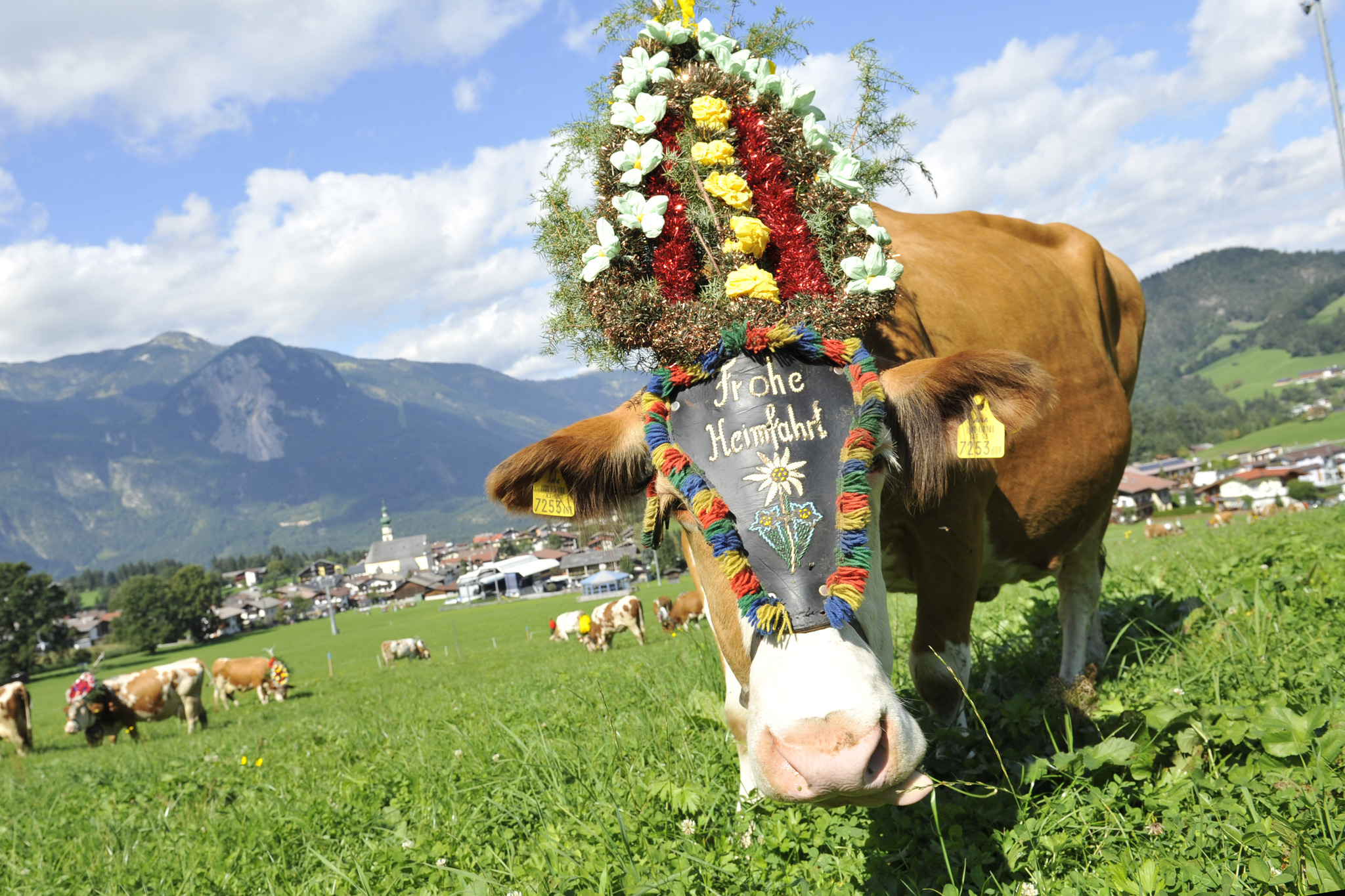 Almabtrieb Einmal die Kuh streicheln! Schwaz