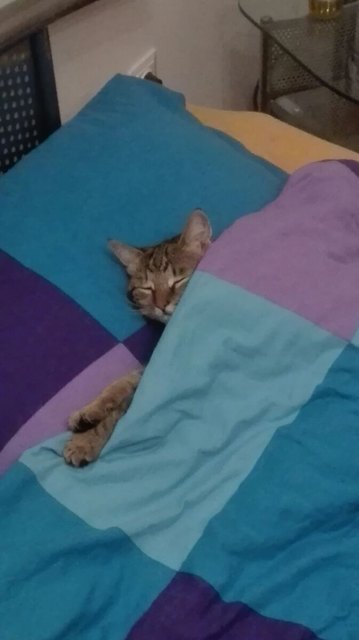 Unsere Katze Fr. Schröder bei Ihrer Lieblingsbeschäftigung =)
