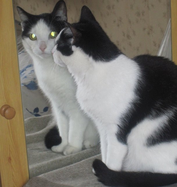 Spieglein, Spieglein an der Wand