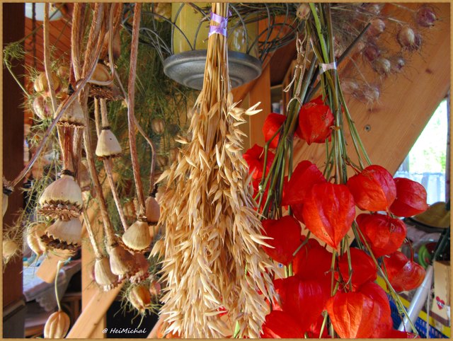 Getrocknete Mohnkapseln, Gräser und Lampionblumen, im Gartenhaus zur Dekoration aufgehängt.(rechts hinten Jungfern im Grünen getrocknet)