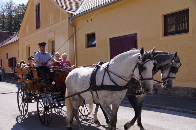Die Kutschenfahrten mit den Lipizzanern waren ein Renner. | Foto: WOCHE