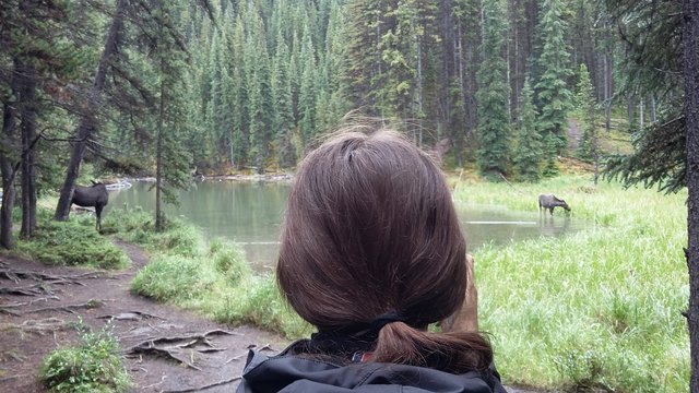 Moose beim Fressen in freier Wildbahn (Jasper, Kanada)