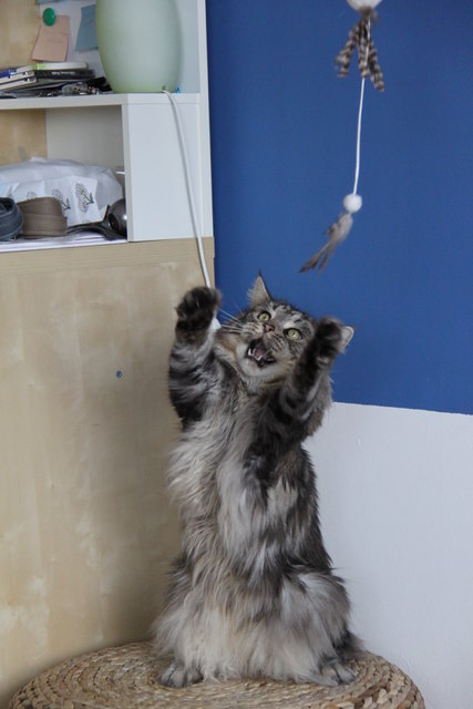 Unser Maine Coon Kater "Hannibal" in Action