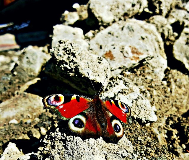 Butterfly