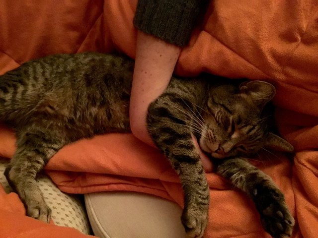 Entspannt... er weiß nicht, dass er CNI hat, aber er wird geliebt und genießt das sichtlich... unser süßer Riesenkater ☺️