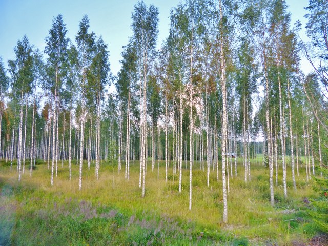 Nordischer Birkenwald