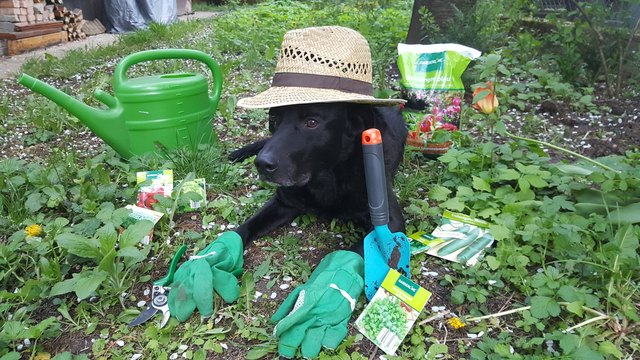Aaron bei der Gartenarbeit
