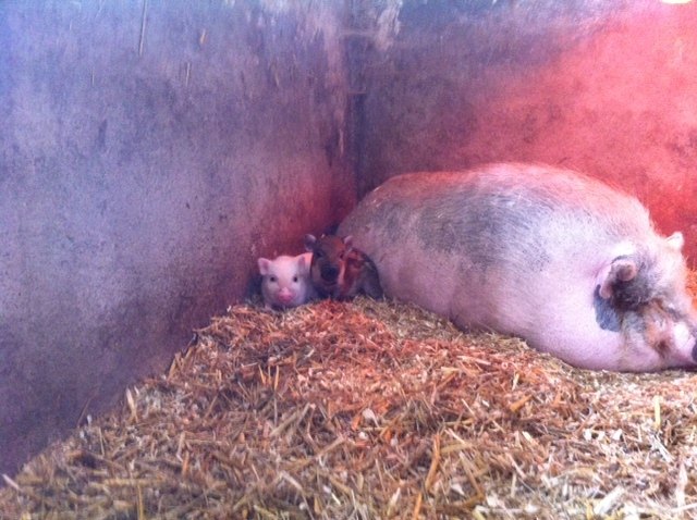 Ein paar Mini-Schweine warten im Tierheim auf ein zu Hause