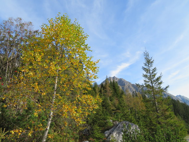 Nicht nur die Birken, auch die Lärchen tragen nun schon ihr goldenes Herbstkleid