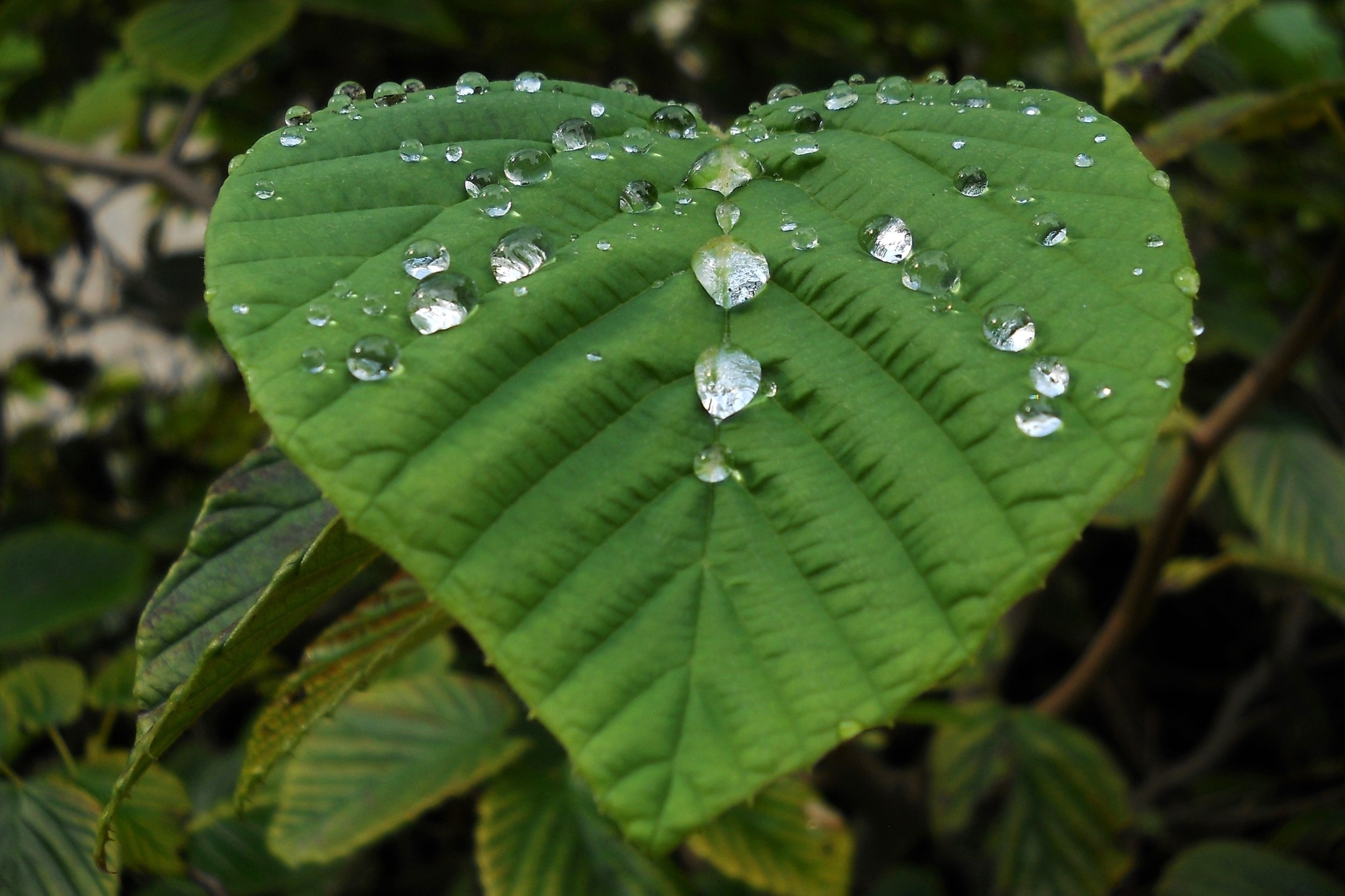 Herztropfen Innsbruck
