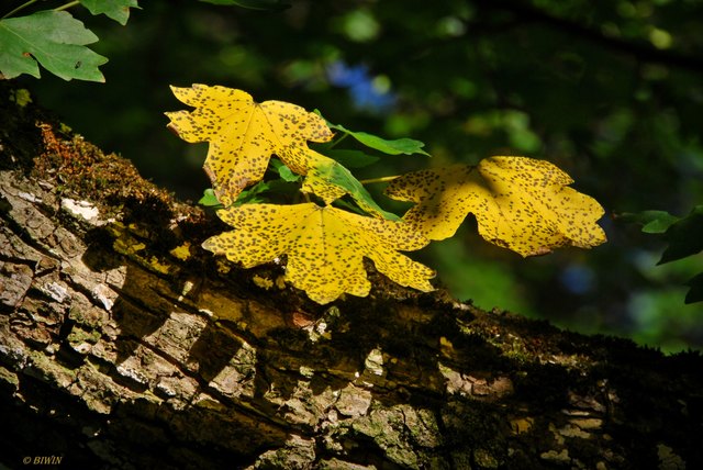 Ich wünsche uns allen einen schönen Herbst