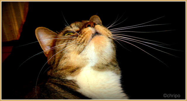 der Kater meiner Freundin