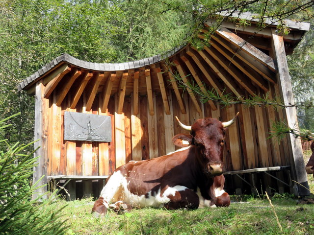 Beim Wandern auf die Rastötzenalm erblickte ich diese "Pinzgauer Schönheit" beim besinnlichen Mittagsschlaf in einer modernen Kapelle am Berg!
