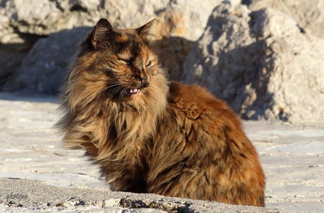 Löwenkatze
