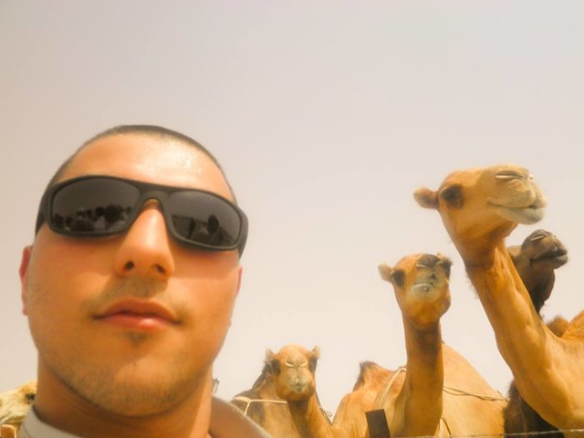 my camels