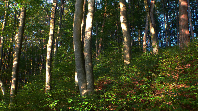 Die schon tiefstehende Sonne sendet ihre letzten Strahlen in den Laubwald am Heratinger See.