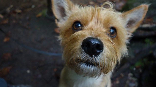 Denn ich bin so süß und unschuldig Blick hat unser Samy voll drauf.